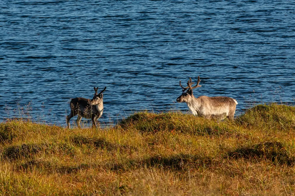 Caribou in Tadoussac, Quebec