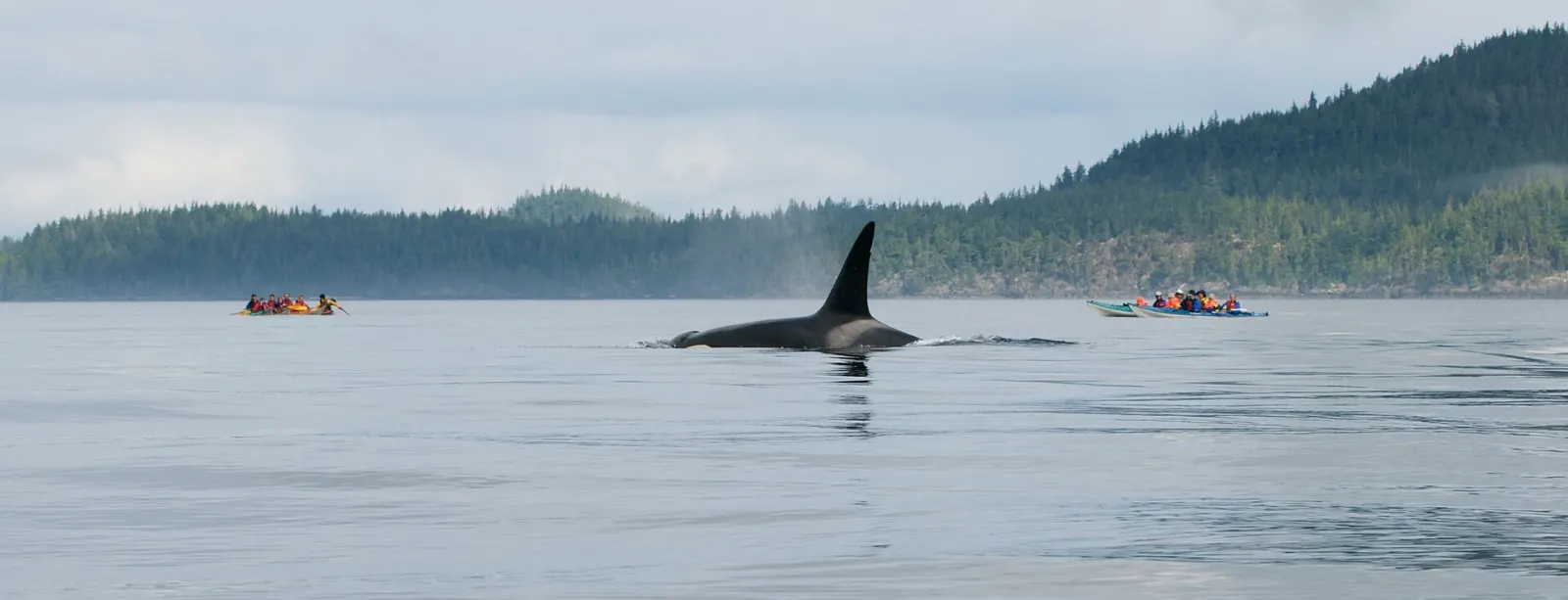 Orca surfacing in Johnstone Strait, Telegraph Cove, British Columbia