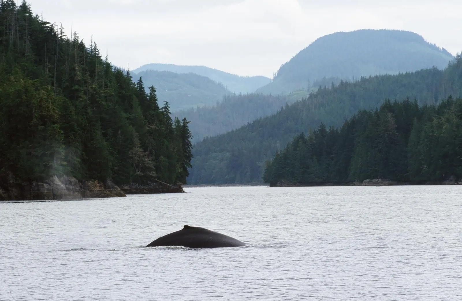 Kayakers paddling among forested islands in the Broughton Archipelago, Telegraph Cove, British Columbia