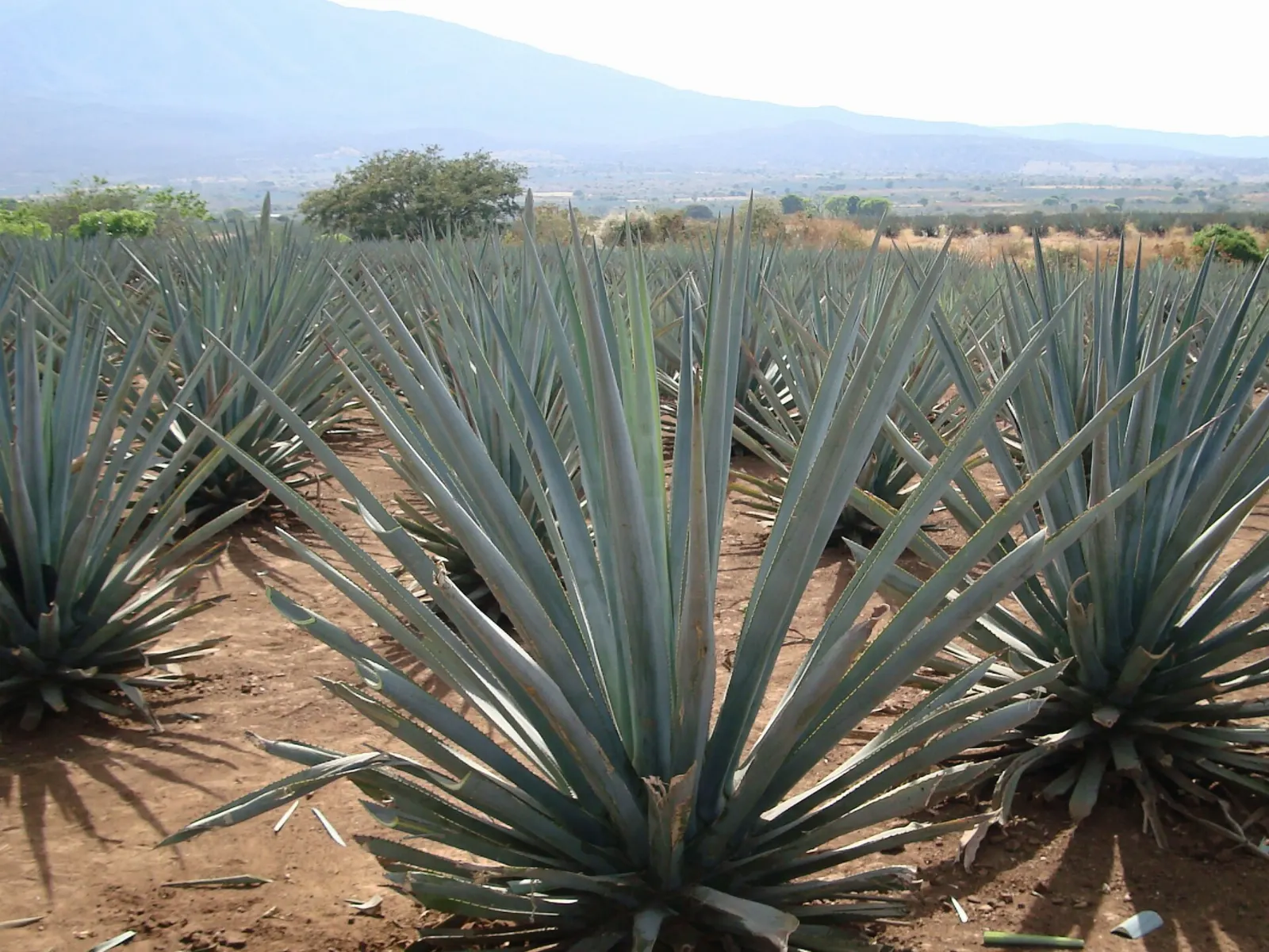 Tequila, Jalisco, Mexico