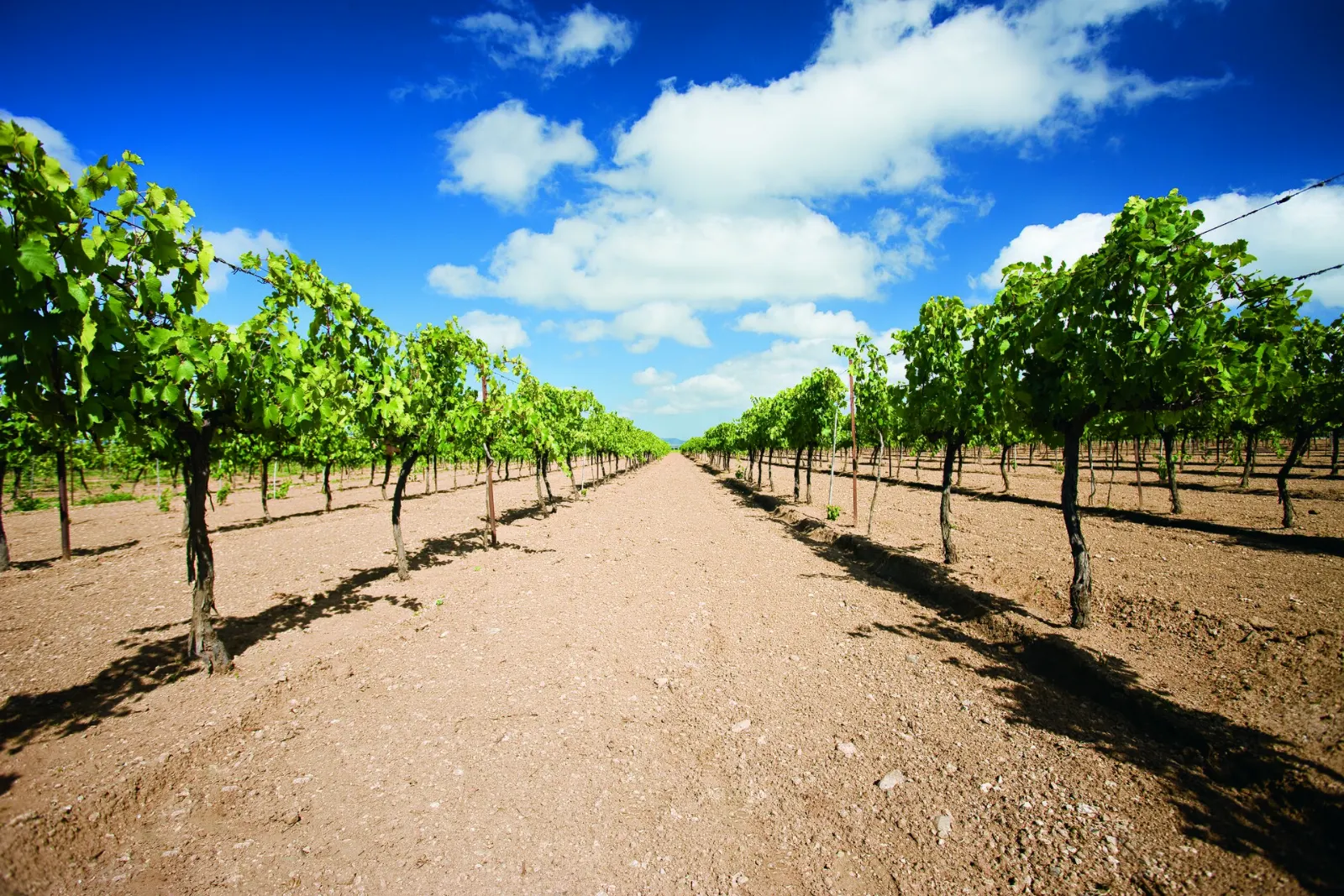 Rows of grapevines on a winery estate in the Querétaro wine region, Tequisquiapan, Querétaro