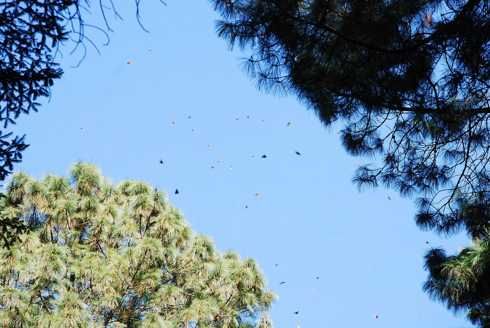 Monarch butterflies clustered on fir trees in the Sierra Chincua sanctuary, Tlalpujahua, Michoacán