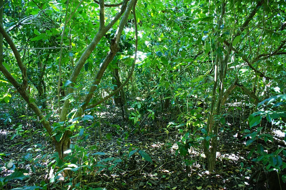 Café de la Sierra Norte in Tlatlauquitepec, Puebla