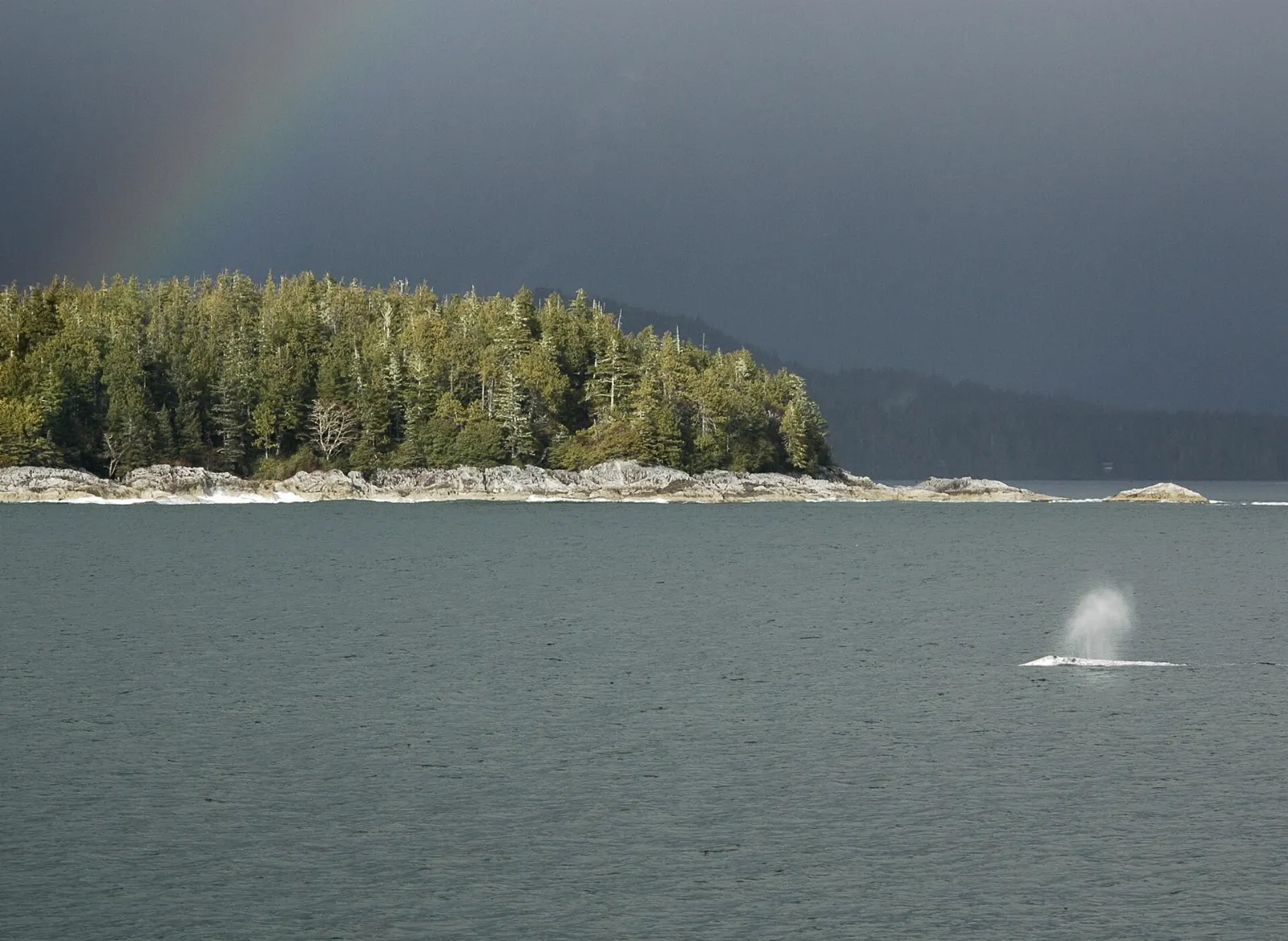 Grey whale surfacing in the waters off Tofino, British Columbia