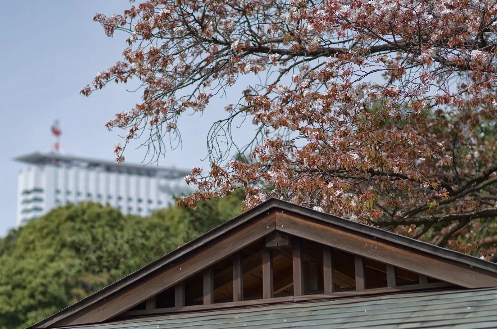 Cherry trees in bloom over a lawn with skyscrapers behind, Tokyo, Japan