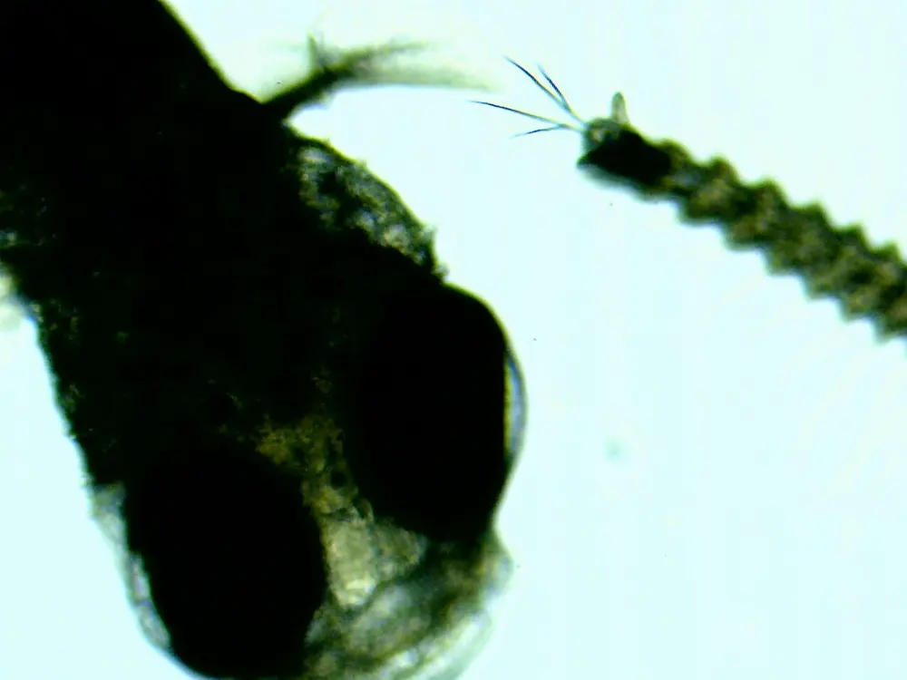 Mosquito in Toluca, State of Mexico