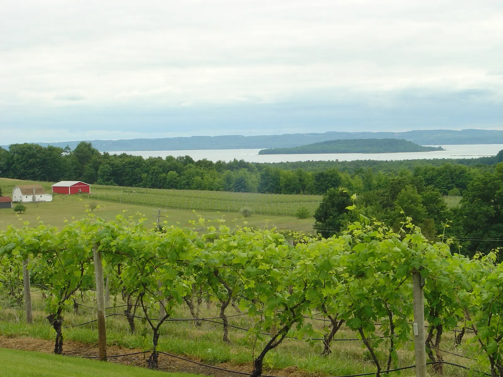 Rows of grapevines on a hillside above Grand Traverse Bay, Traverse City, Michigan