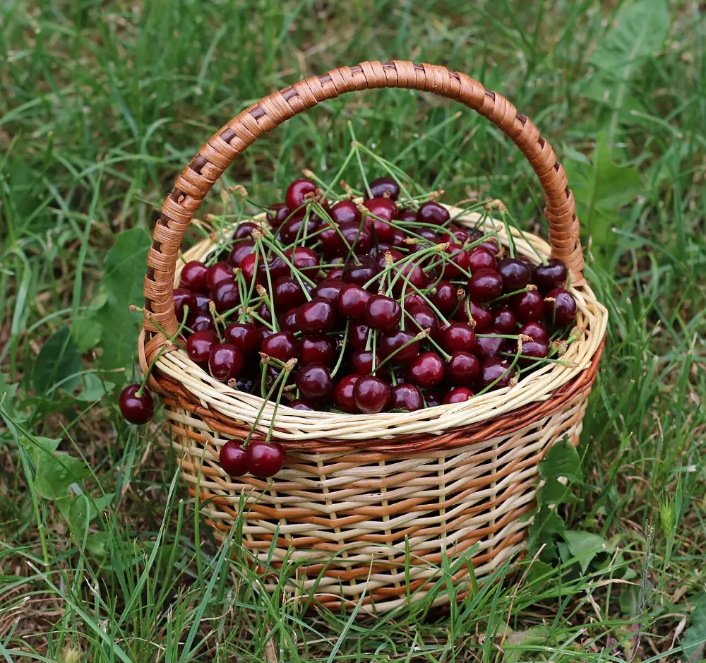 Cherries in Traverse City, Michigan