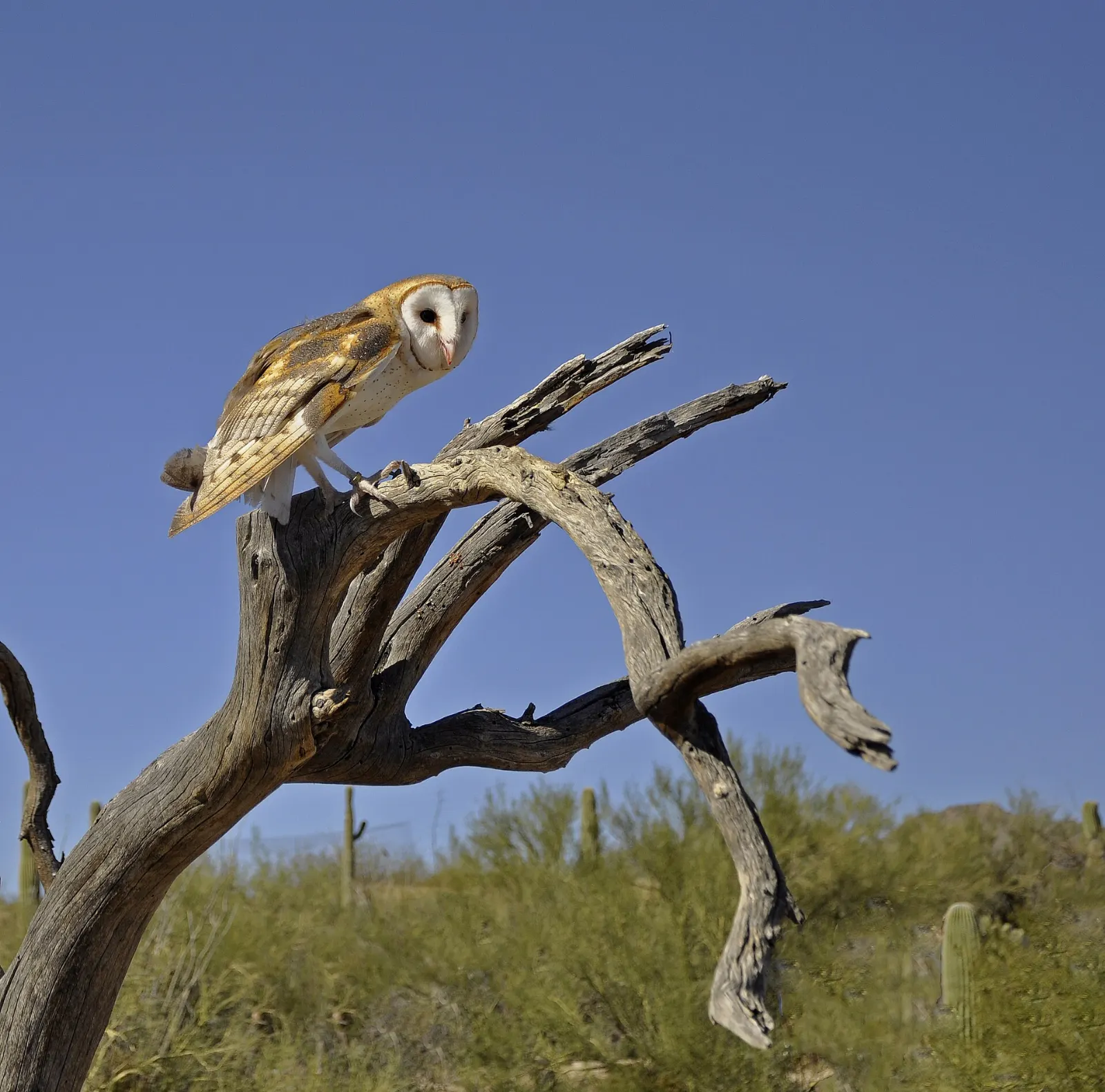 Arizona-Sonora Desert Museum, Tucson, Arizona, United States
