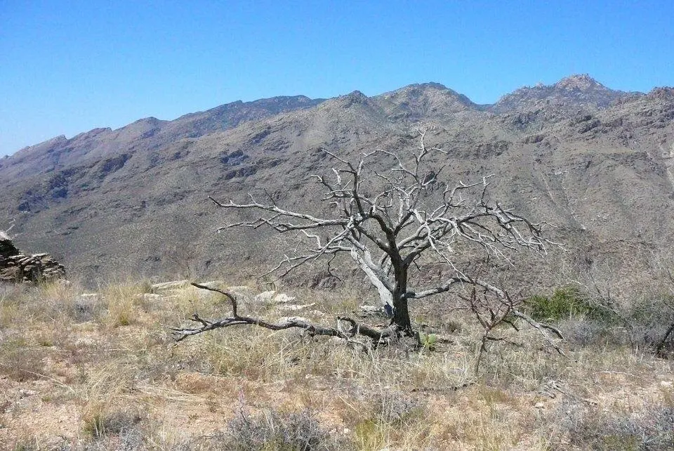 Sabino Canyon, Tucson, Arizona