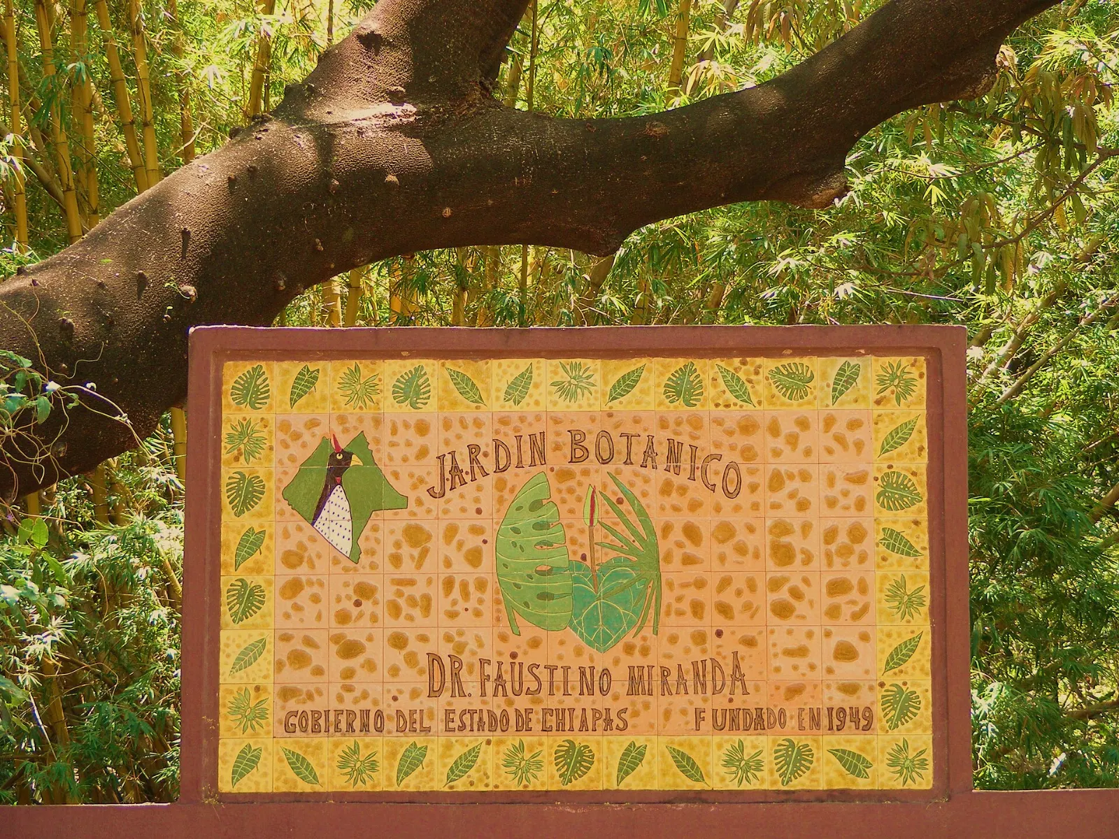 Tropical trees in the Faustino Miranda Botanical Garden in Tuxtla Gutiérrez, Chiapas