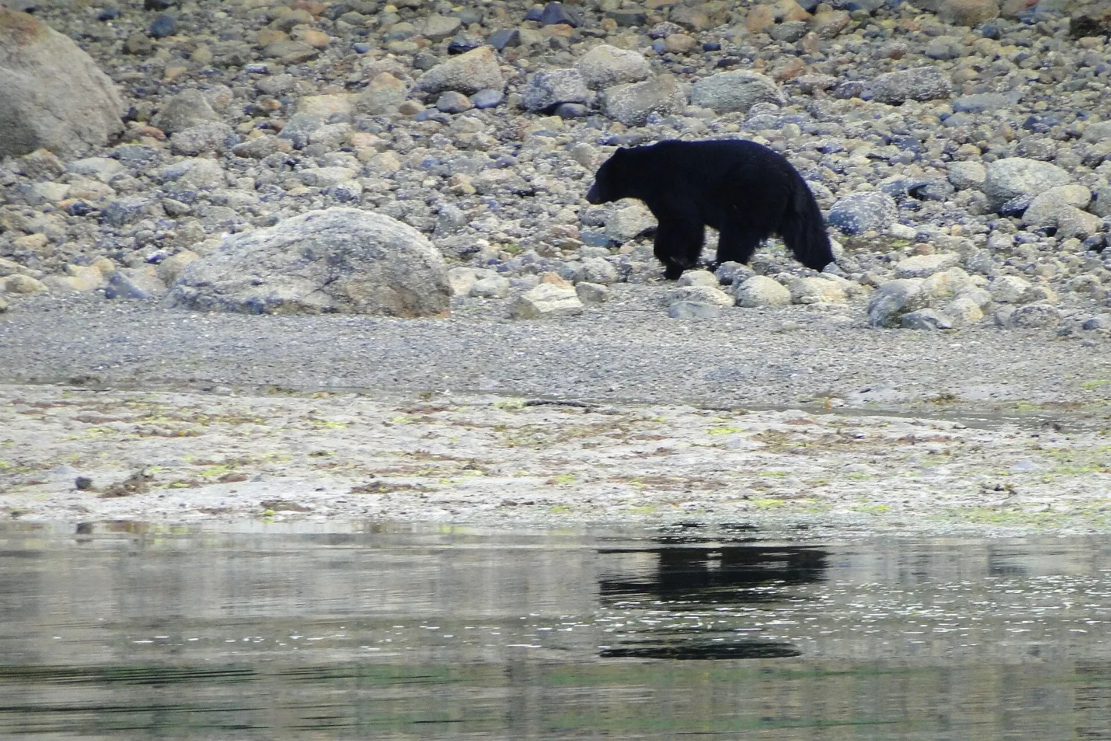 Black bear walking along a rocky shoreline on Vancouver Island, Ucluelet, British Columbia