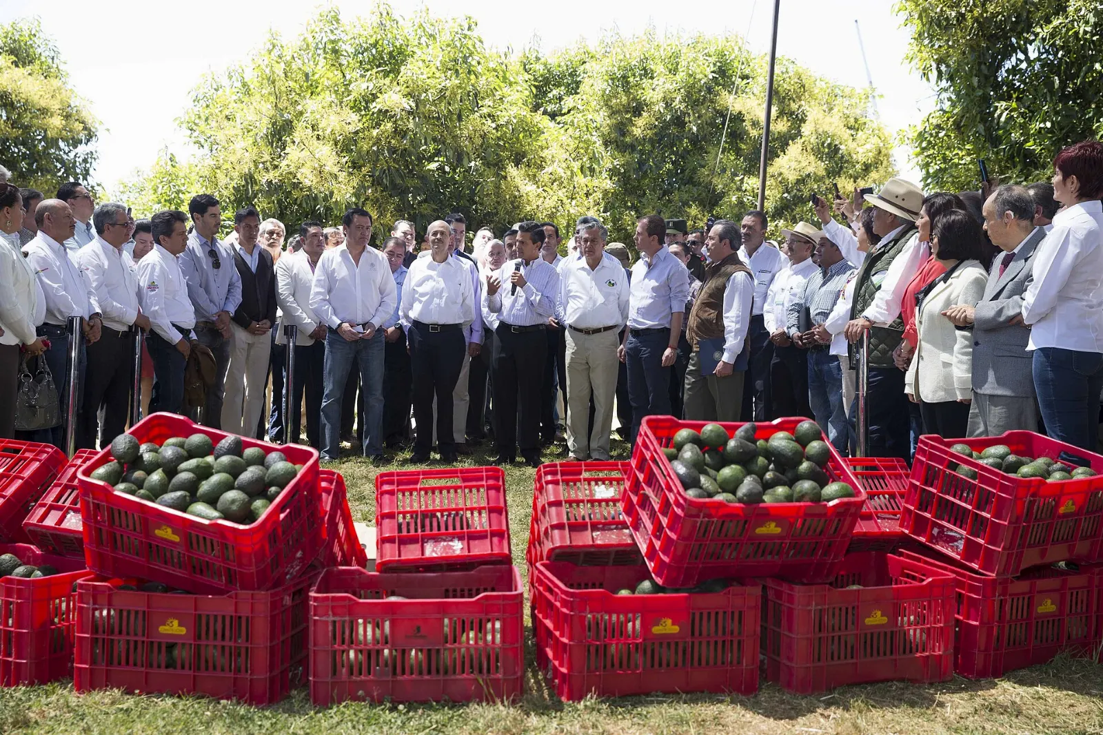 Avocados for sale in a market in Michoacán, Uruapan, Michoacán