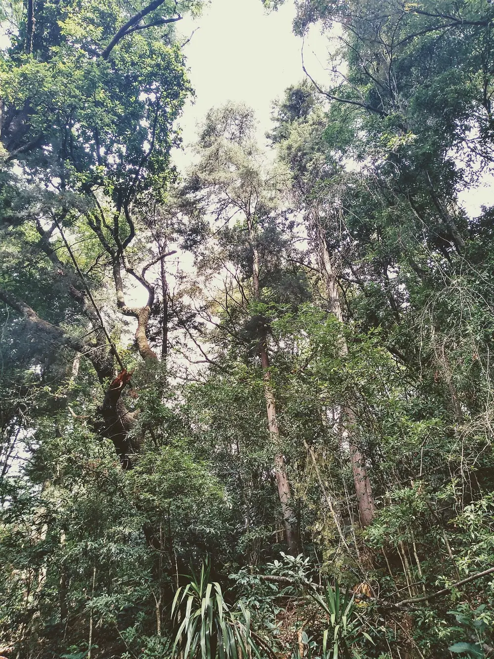 Barranca del Cupatitzio, Uruapan, Michoacán