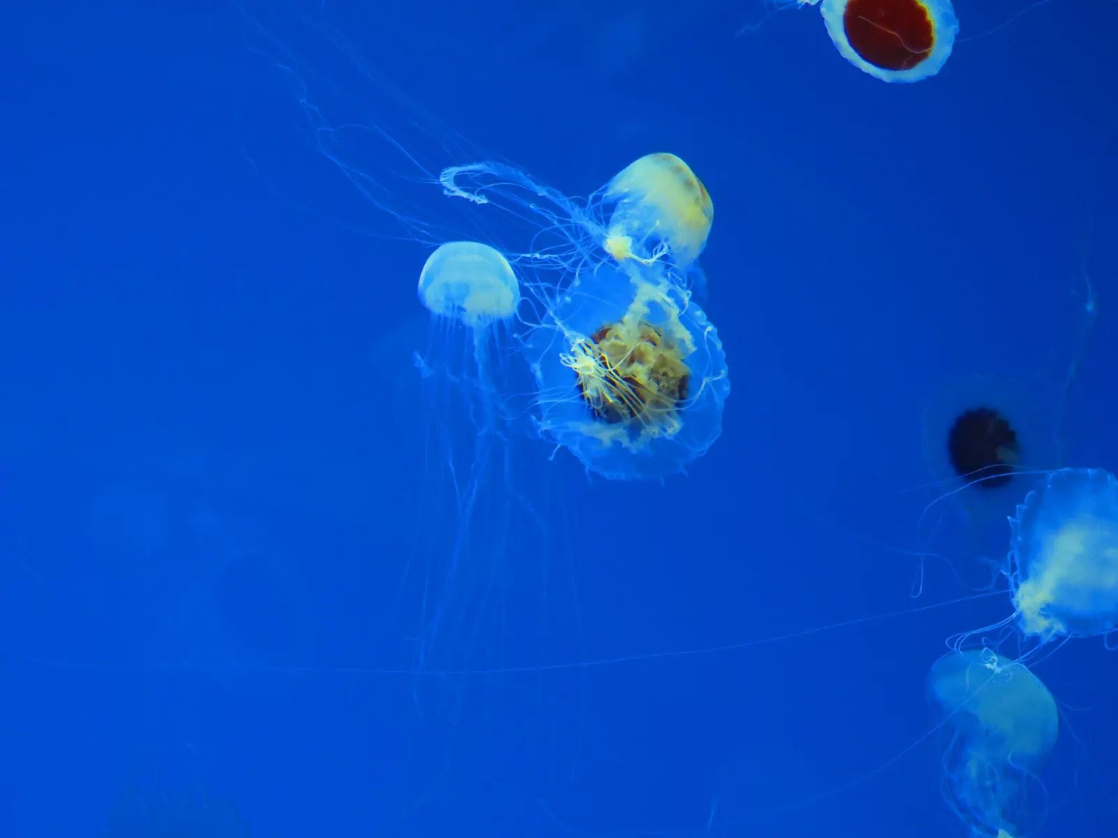 Large tank at the Acuario de Veracruz