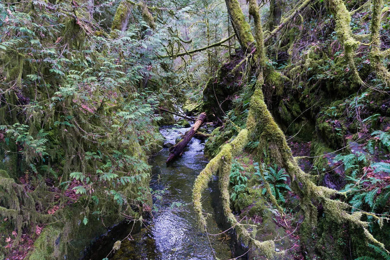 Forest and river in Goldstream Provincial Park, Victoria, British Columbia