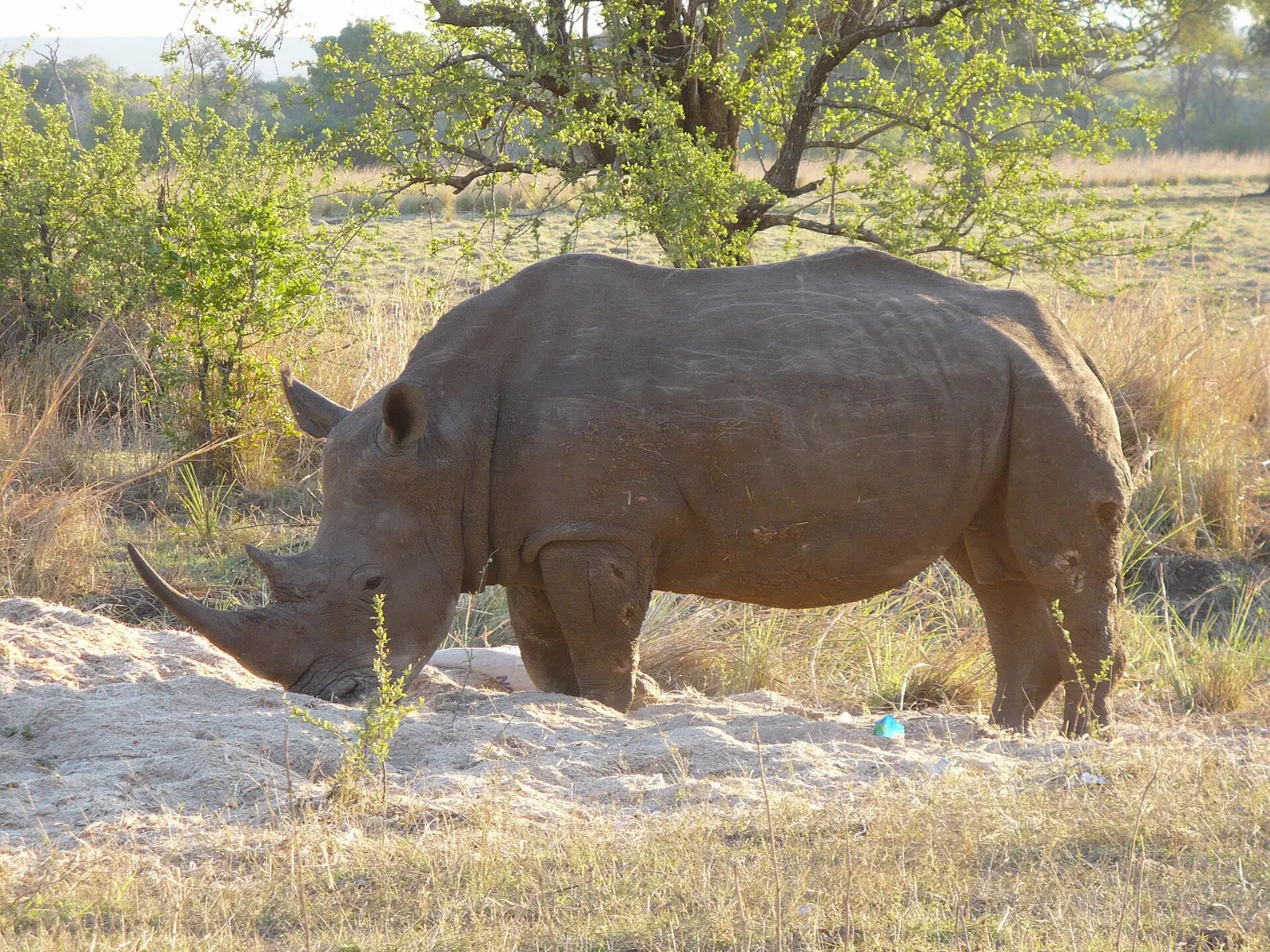 Mosi-oa-Tunya game park and rhino walks, Victoria Falls, Zambia and Zimbabwe