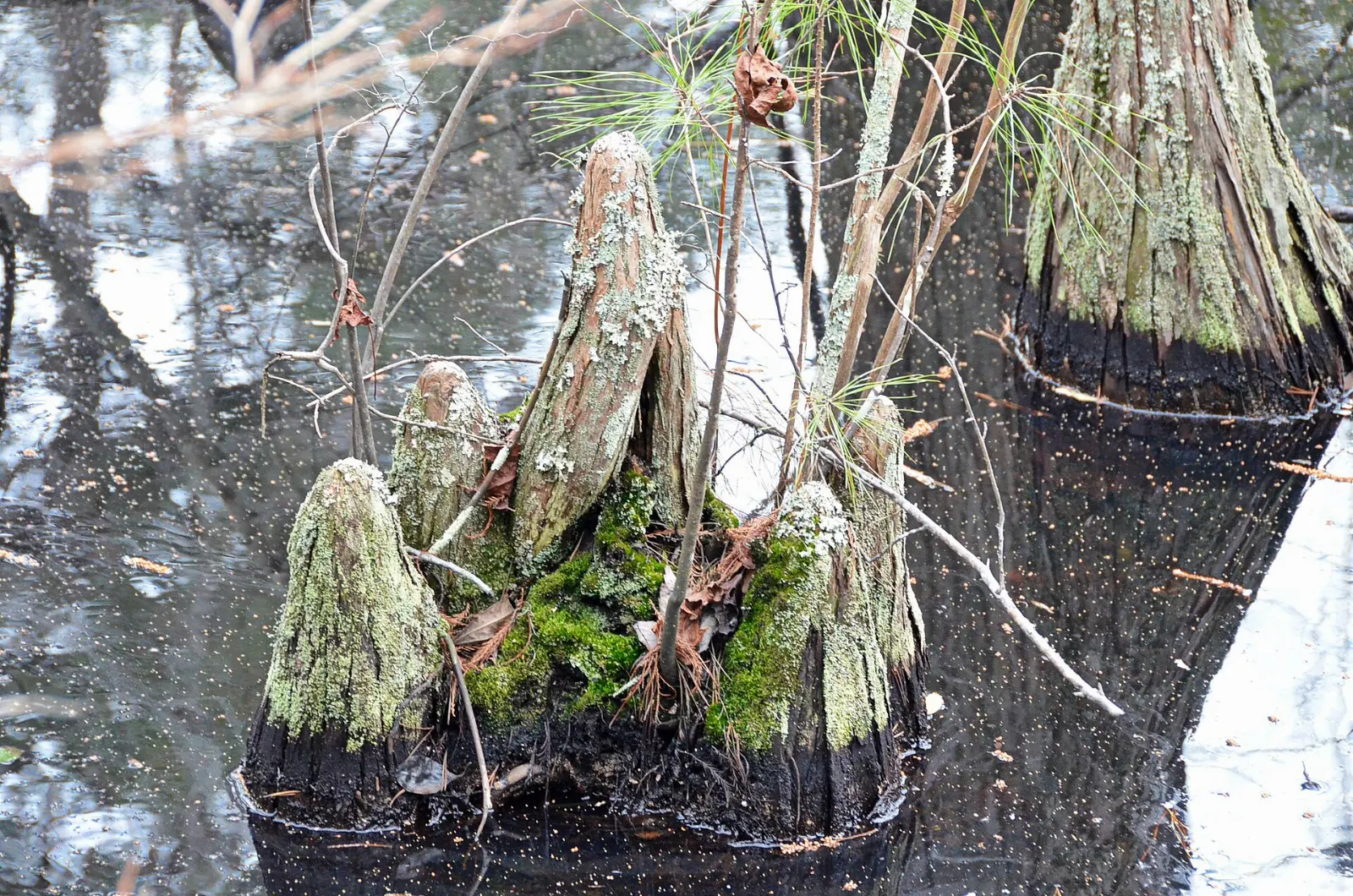 Bald cypress trees rising from dark swamp water along a trail in First Landing State Park, Virginia Beach, Virginia