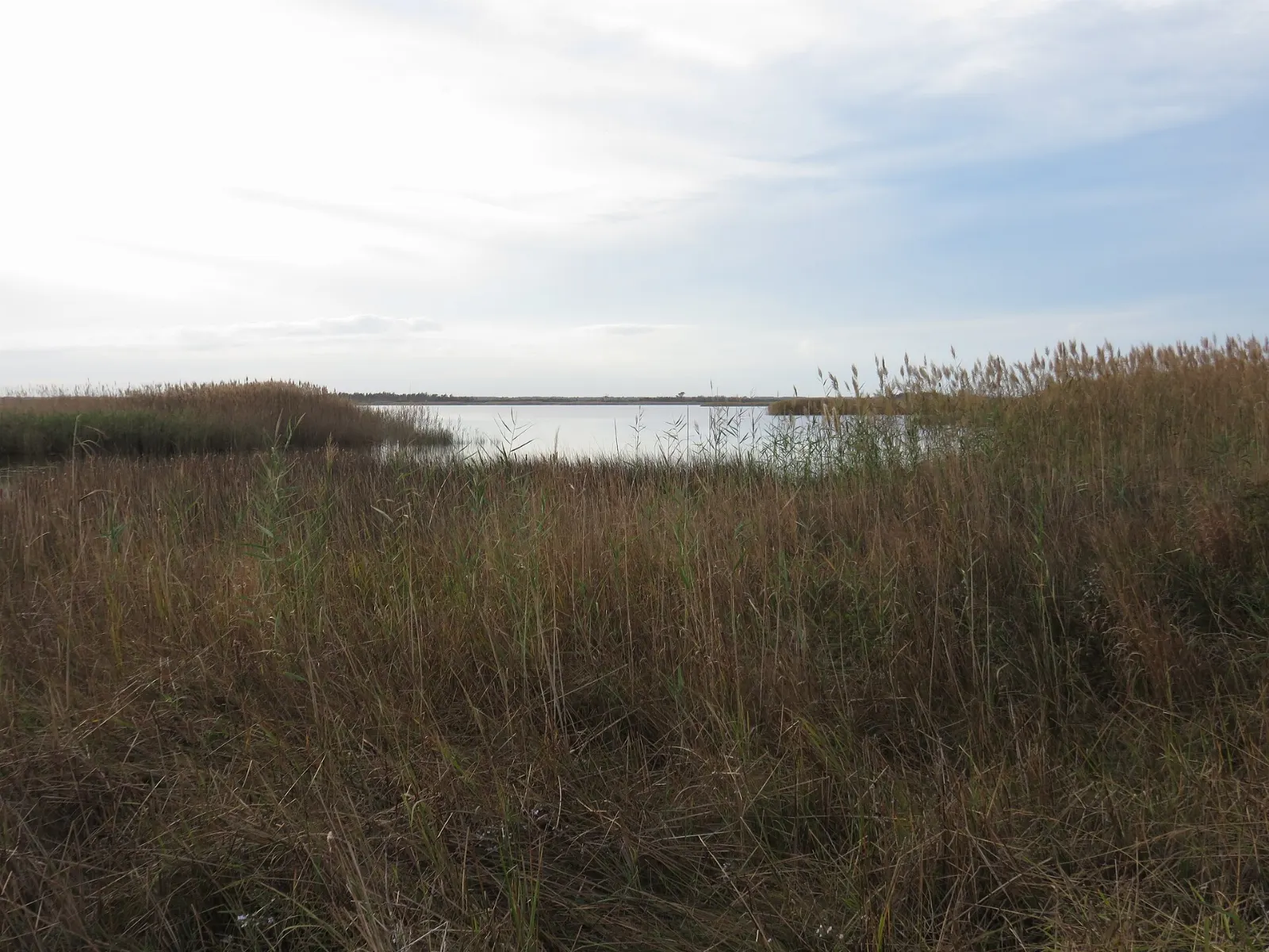 Boardwalk path crossing marsh grasses toward the dunes at Back Bay National Wildlife Refuge, Virginia Beach, Virginia