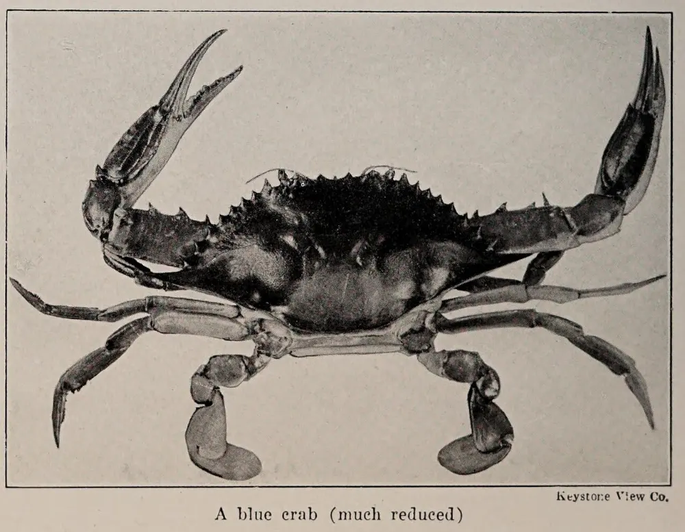 Blue crab in Virginia Beach