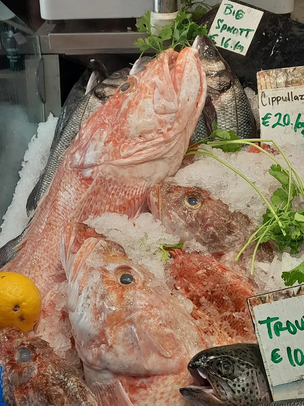Rockfish in Virginia Beach