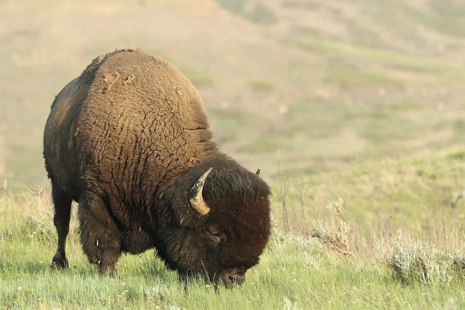 Plains bison grazing on the prairie at Wanuskewin, Wanuskewin Heritage Park, Saskatchewan