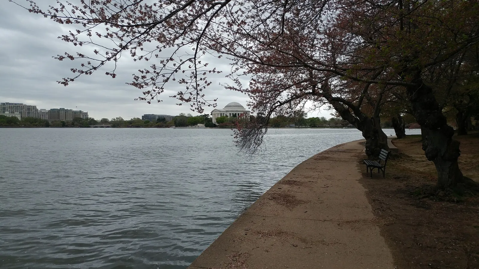 Cherry trees in bloom around the Tidal Basin with the Jefferson Memorial in the background, Washington, D.C., District of Columbia