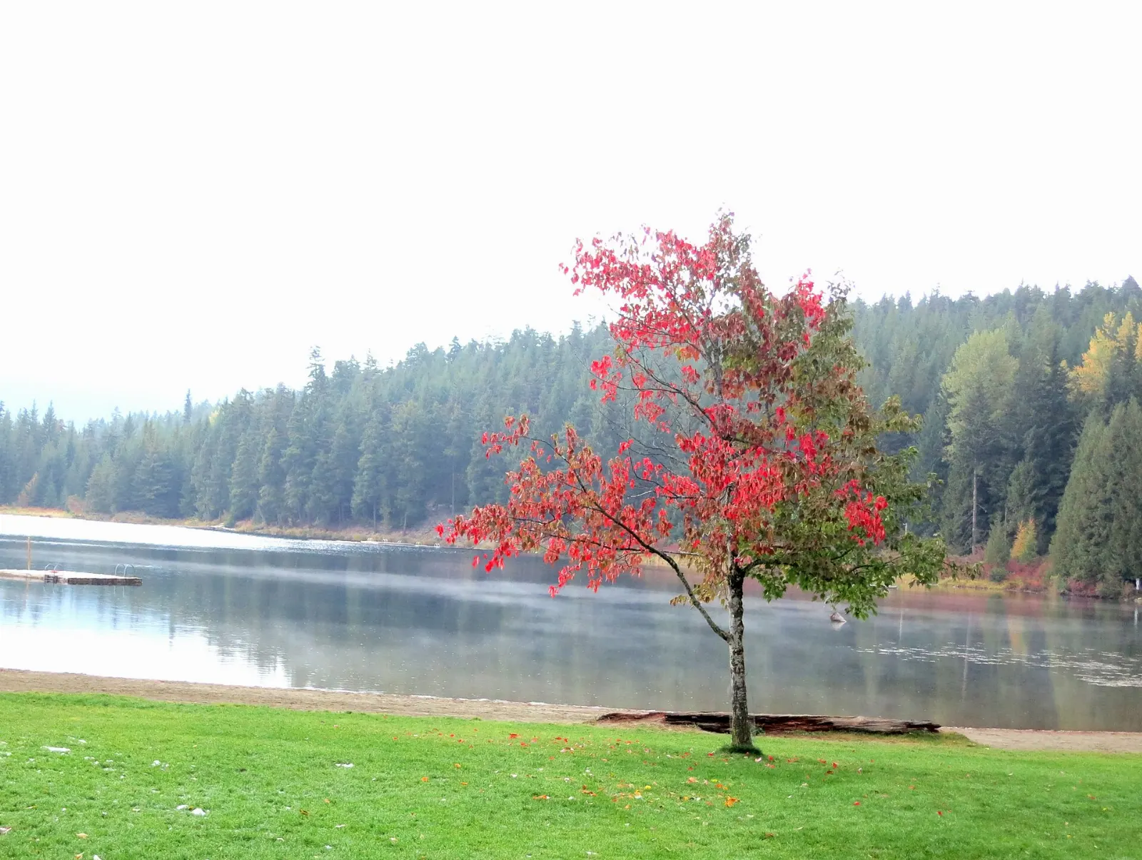 Calm water and forest at Lost Lake near Whistler, British Columbia