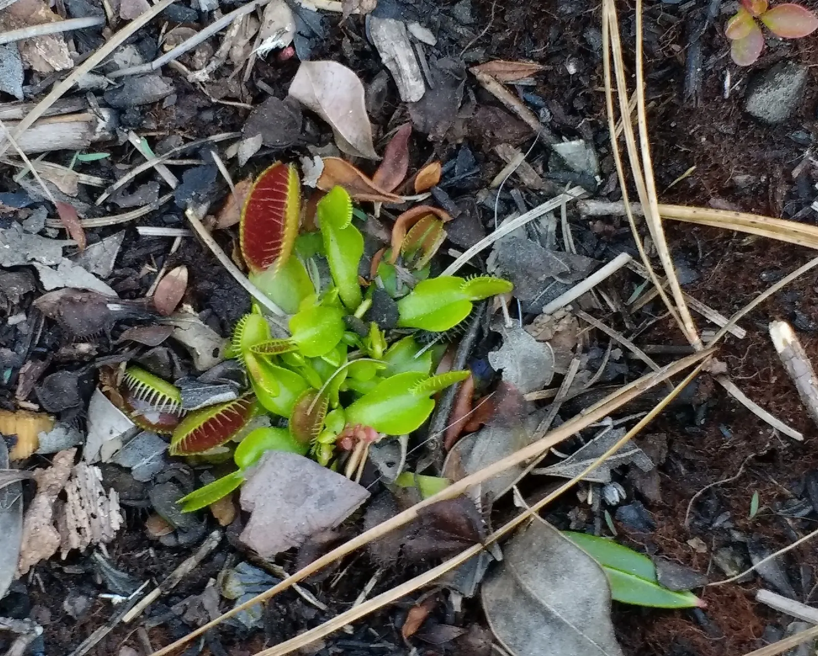 Venus flytrap with open red-lined traps growing in sandy soil, Wilmington, North Carolina