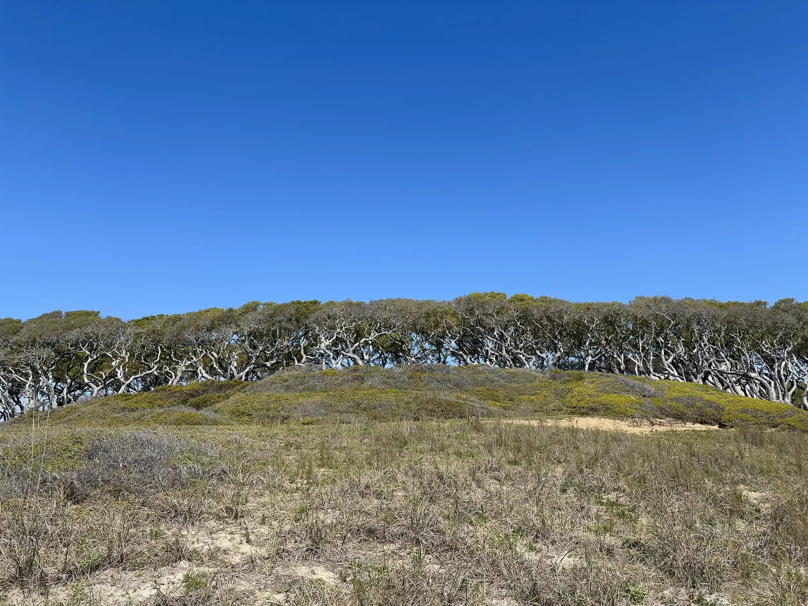 Grassy earthwork mounds of Fort Fisher with a cannon facing the sea, Wilmington, North Carolina