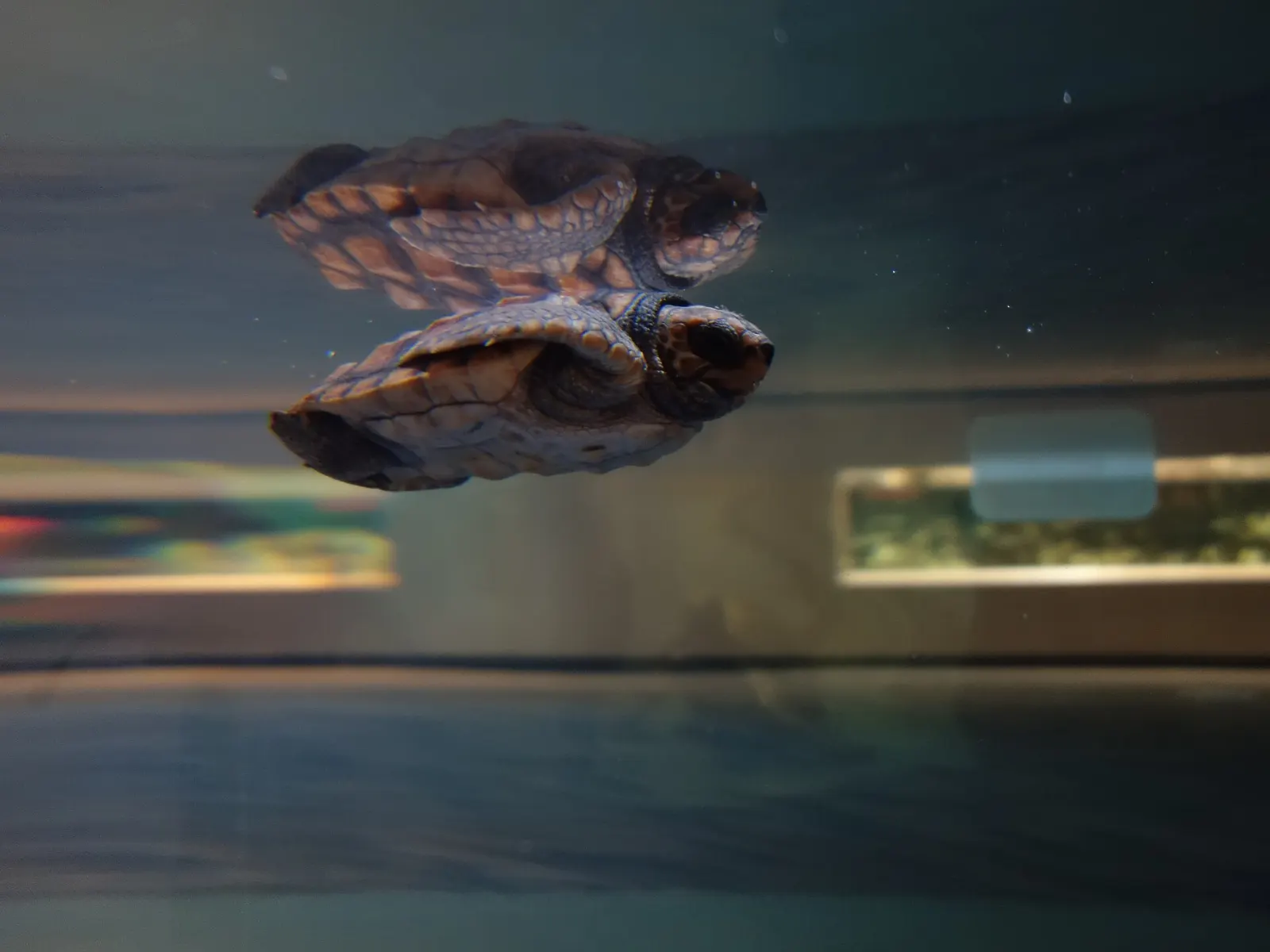 Visitors watching fish swim in a large ocean tank at the aquarium, Wilmington, North Carolina