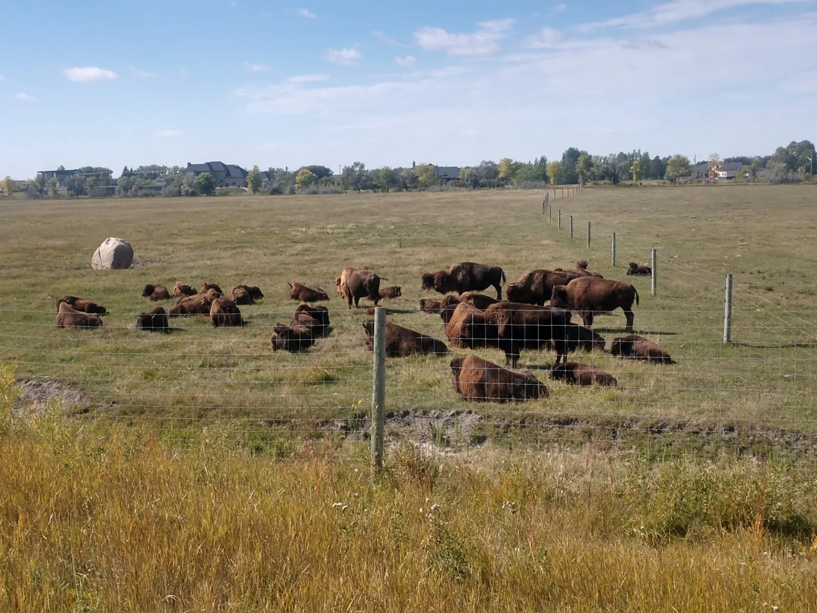 Bison grazing on the prairie grass at FortWhyte Alive, Winnipeg, Manitoba