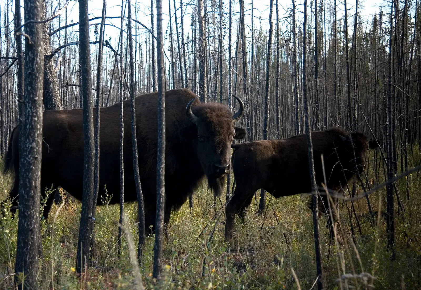 Wood Buffalo National Park, Alberta, Canada