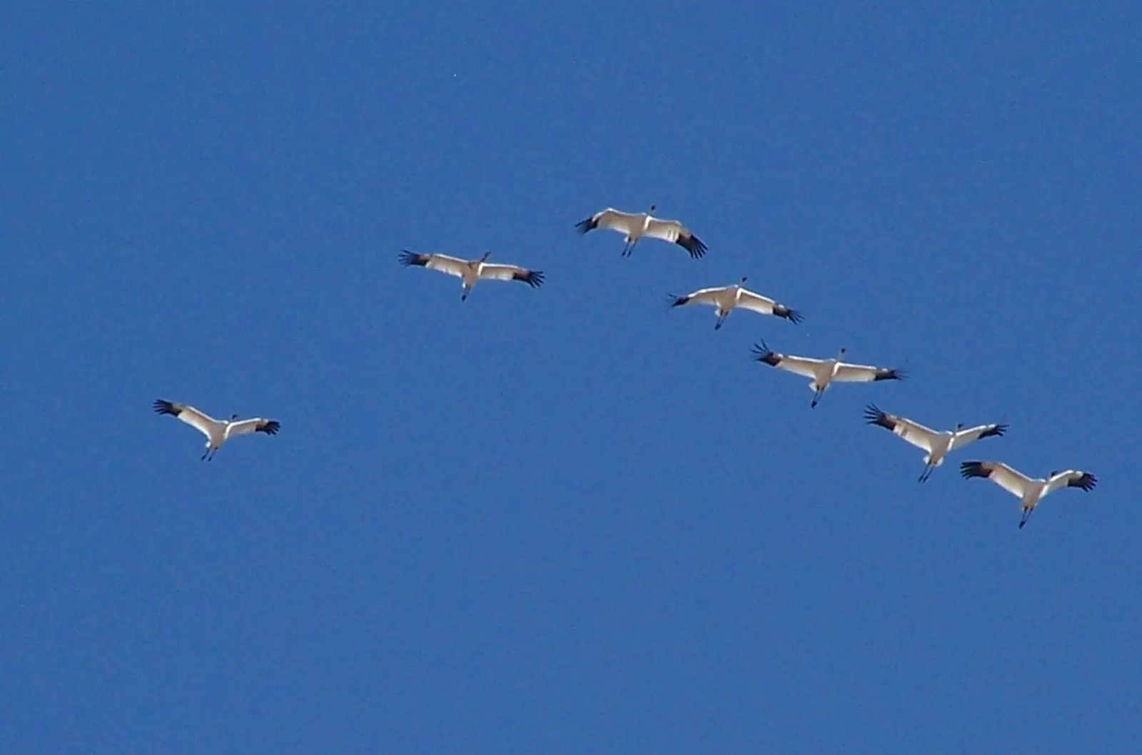 Whooping Crane Summer Range, Wood Buffalo National Park, Alberta, Canada