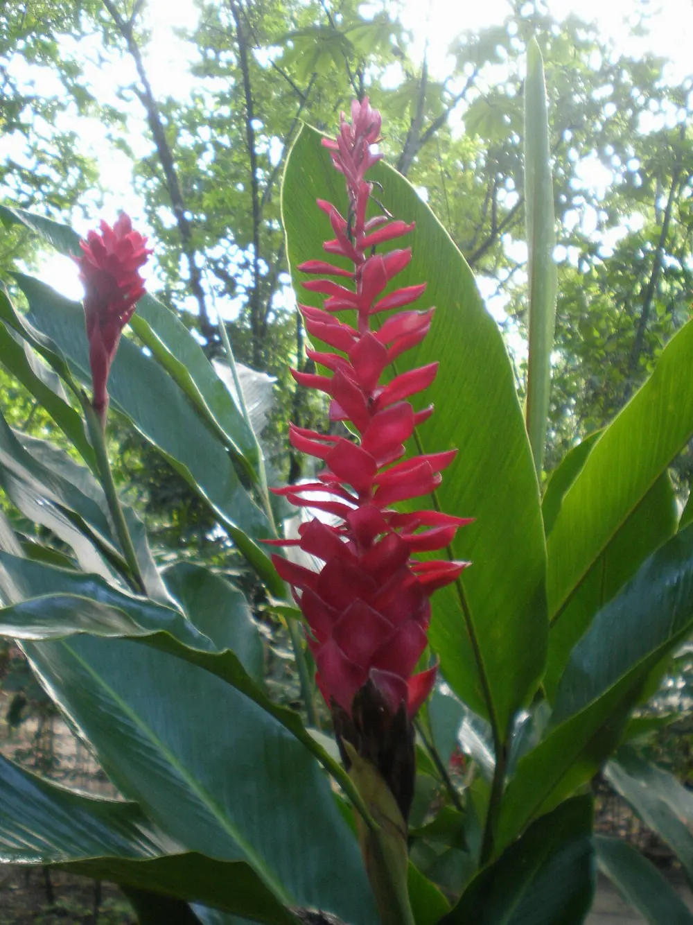 El Panchán, Yaxchilán, Chiapas