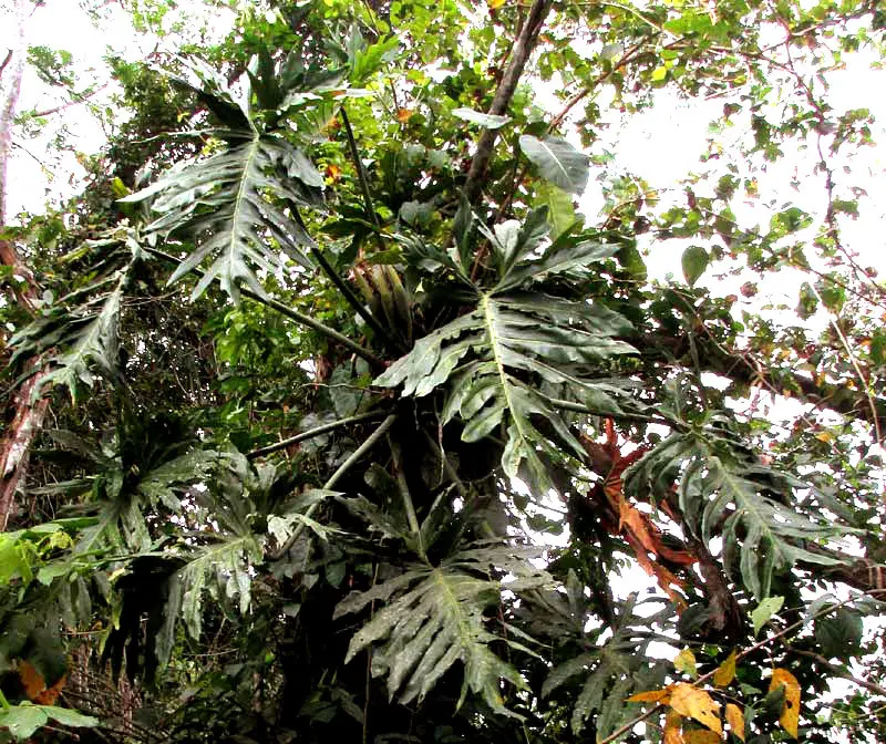 Lacanjá Chansayab, Yaxchilán, Chiapas