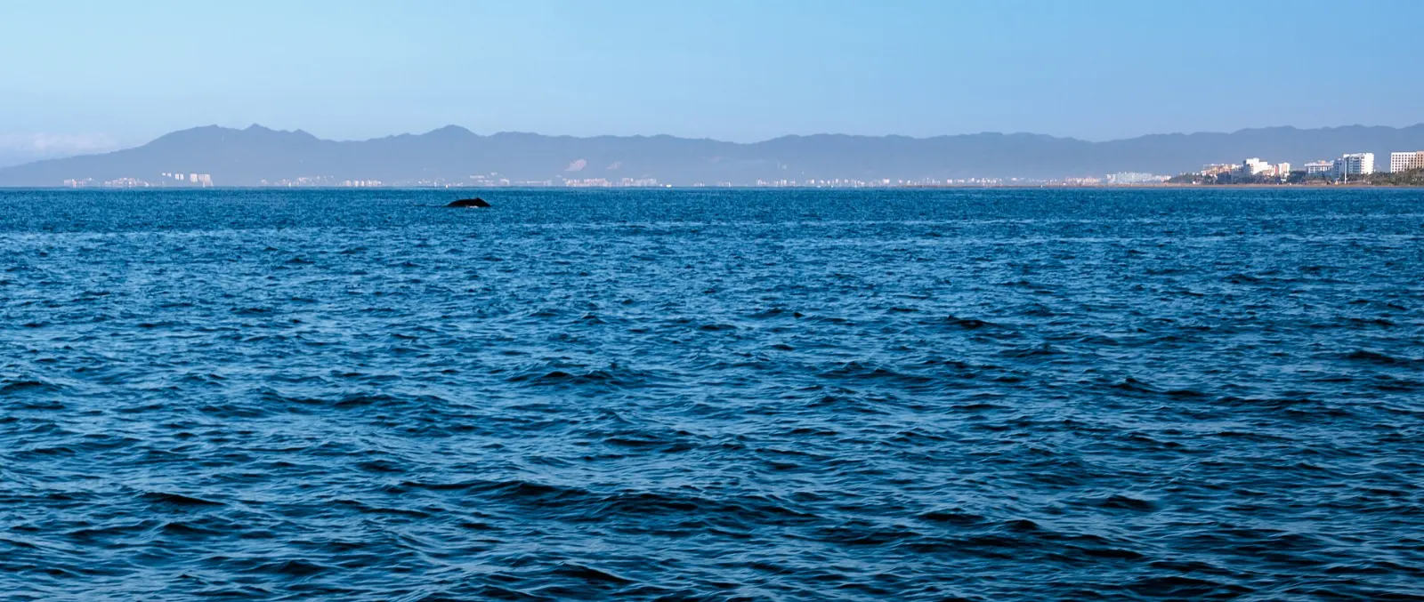Humpback whale breaching in Bahía de Banderas, Yelapa, Jalisco