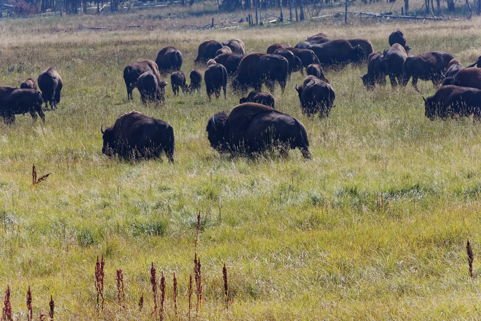 Hayden Valley, Yellowstone National Park, Wyoming, United States