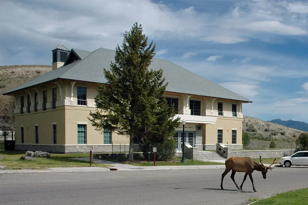Elk in Yellowstone National Park, Wyoming