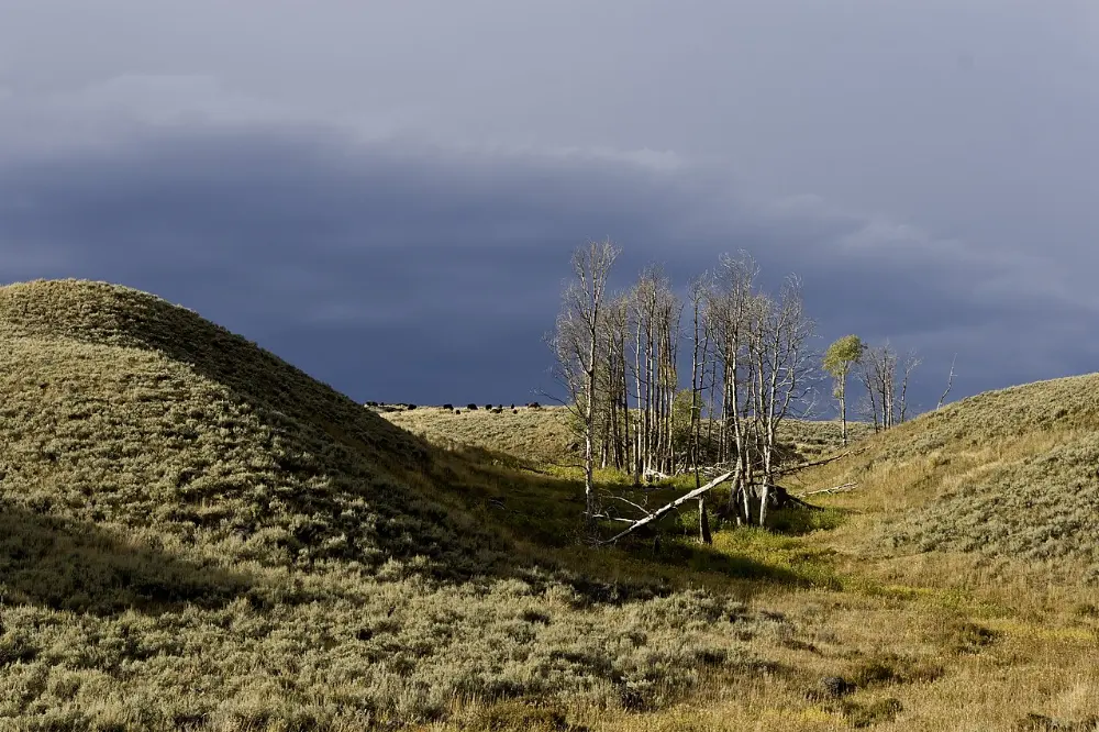Lamar Valley, Yellowstone National Park, Wyoming