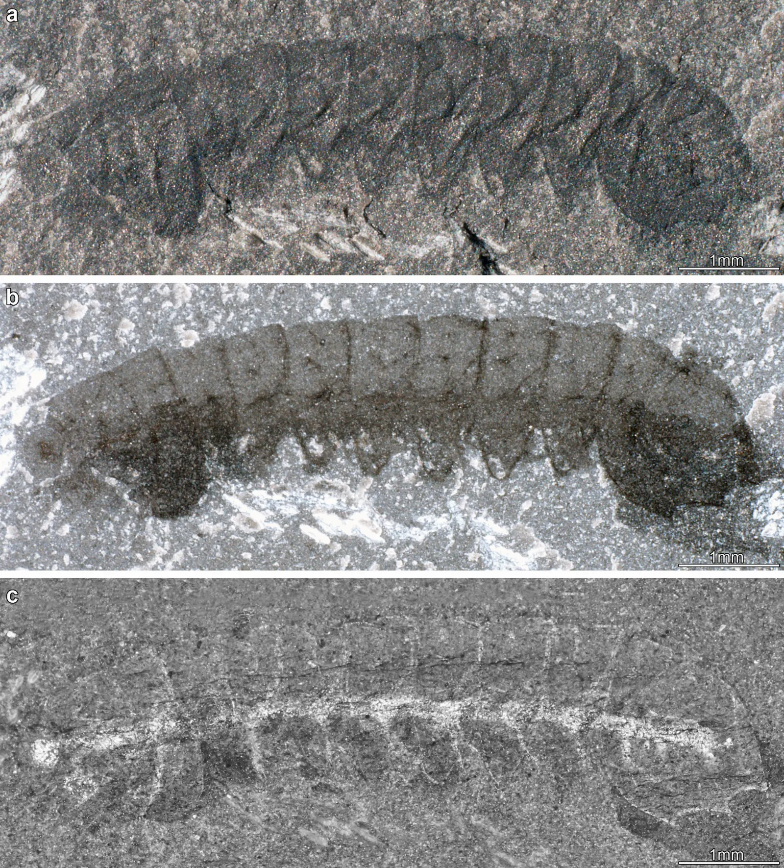 Fossils from the Burgess Shale on display, Yoho National Park, British Columbia