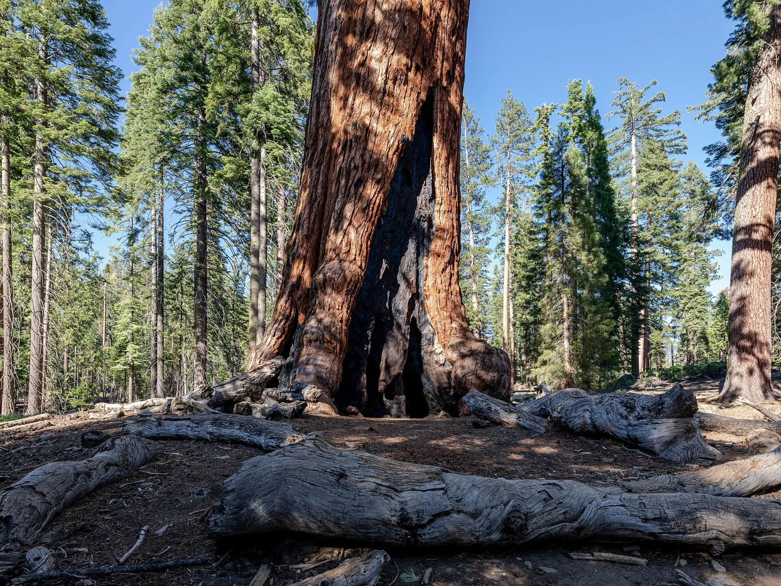 Massive trunk of the Grizzly Giant sequoia in the Mariposa Grove, Yosemite National Park, California