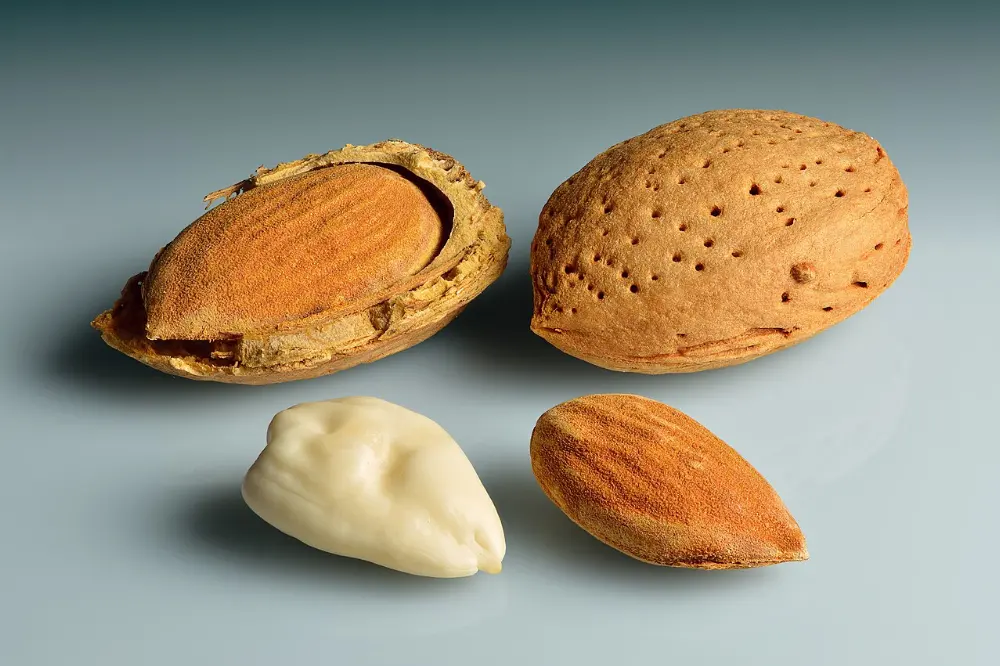 Almonds in Yosemite National Park, California