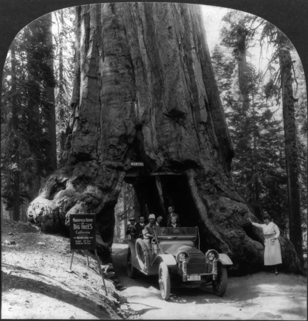 Mariposa Grove, Yosemite National Park, California