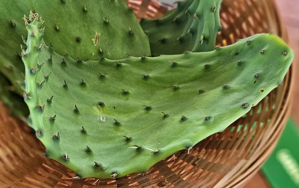Nopales in Yuriria, Guanajuato