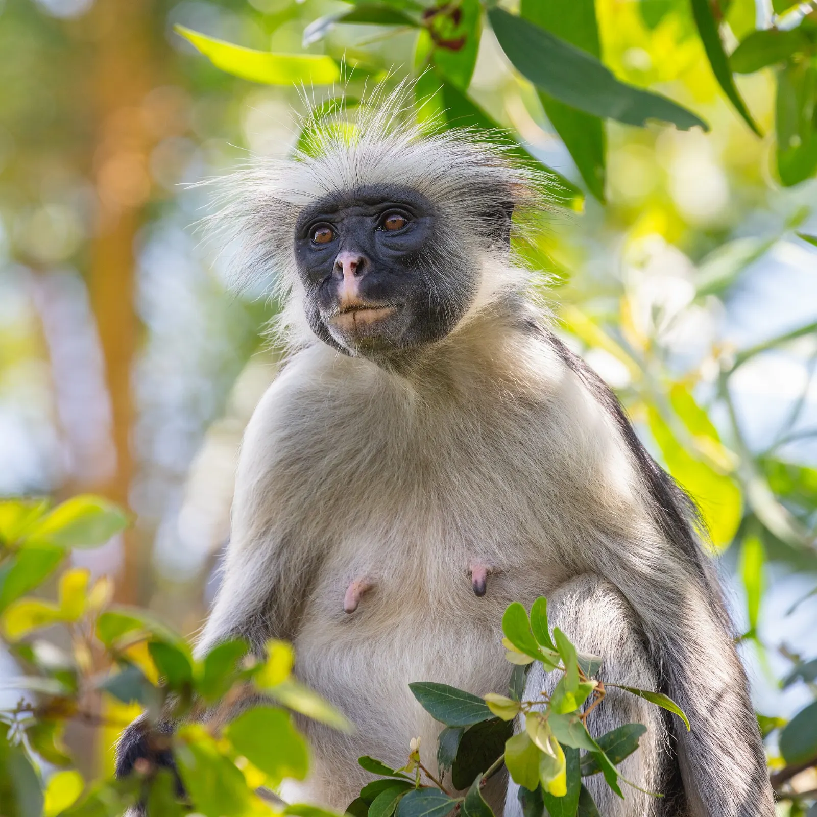 Jozani Chwaka Bay National Park, Zanzibar, Tanzania