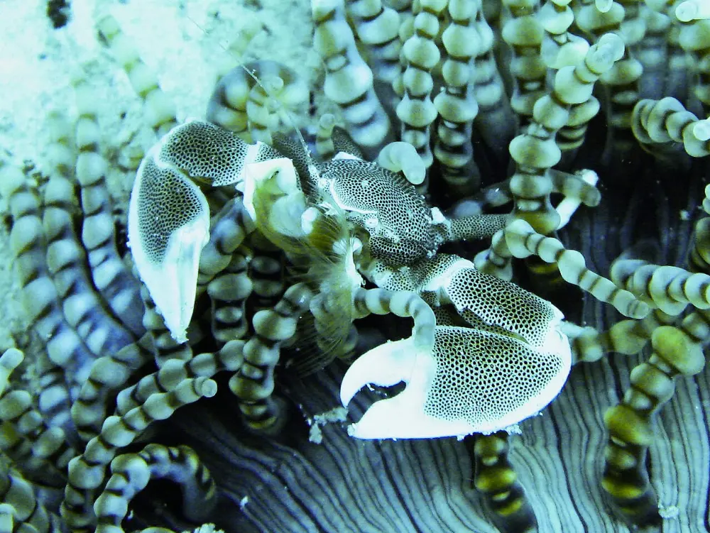 Mnemba Atoll, Zanzibar, Tanzania