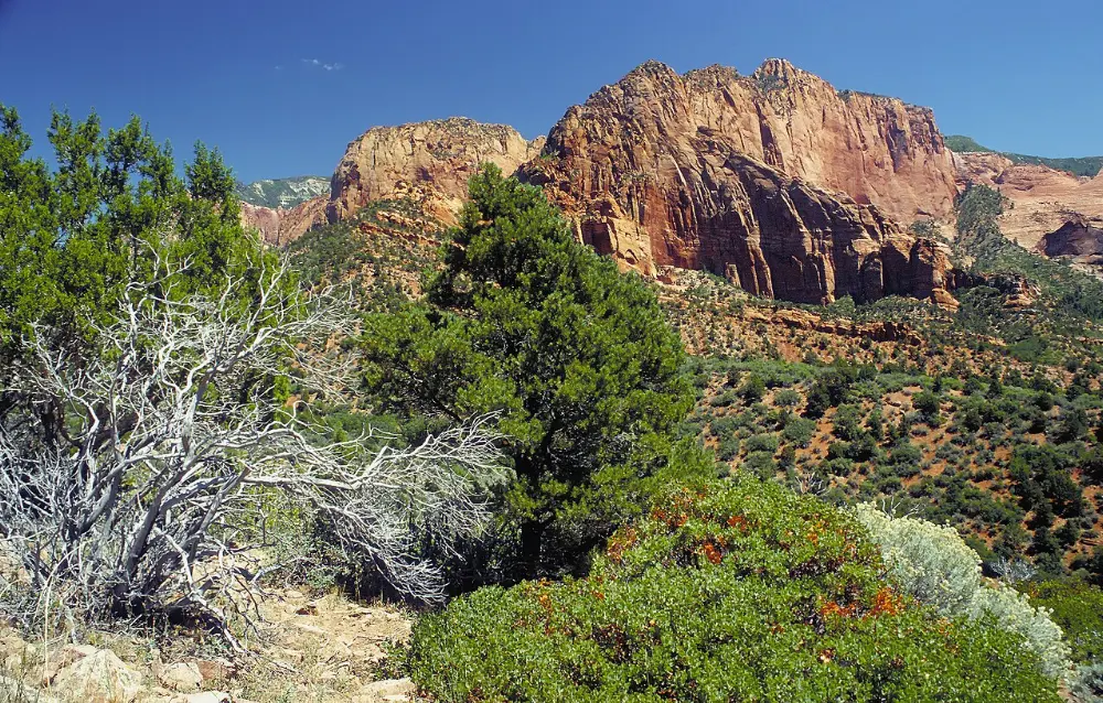 Zion Canyon, Zion National Park, Utah