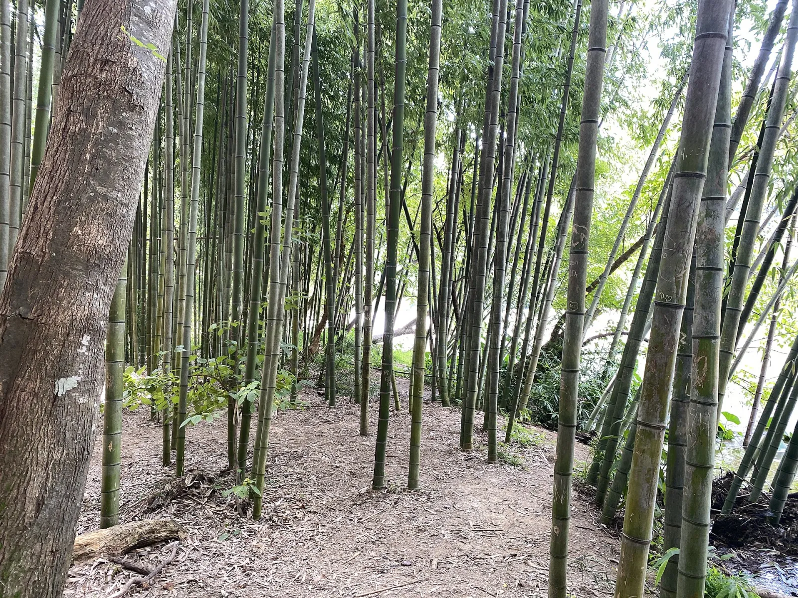 Bamboo forest on the East Palisades Trail, Sandy Springs
