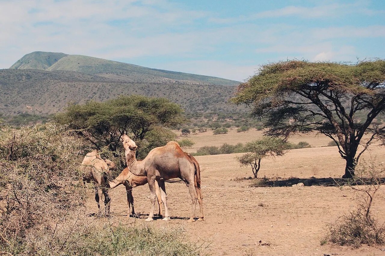 Olduvai Gorge and its museum, Serengeti National Park, Tanzania
